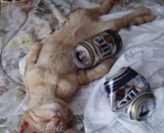pissed cat