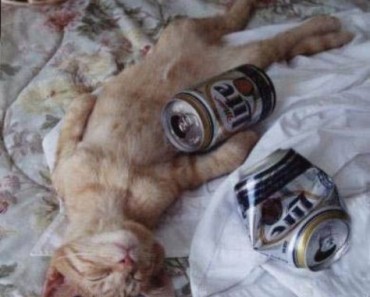 pissed cat
